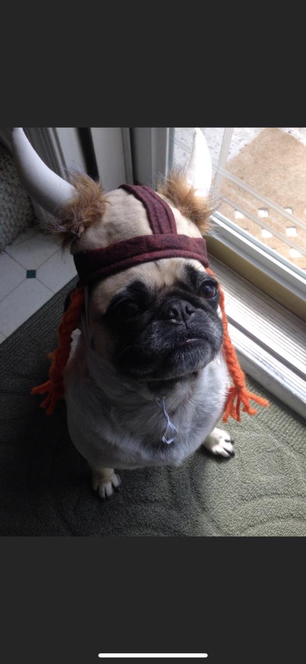 /images/uploads/pug nation rescue of los angeles/pugnation2021/entries/15138thumb.jpg
